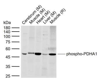 Phospho-PDHA1 (Ser293) Rabbit Polyclonal Antibody