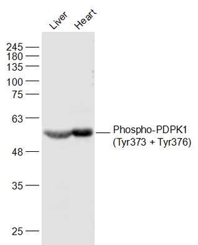 Phospho-PDPK1 (Tyr373 + Tyr376) Rabbit Polyclonal Antibody