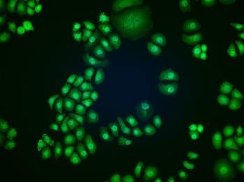 Phospho-PDPK1 (Tyr9) Rabbit Polyclonal Antibody