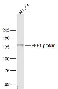 PER1 Rabbit Polyclonal Antibody