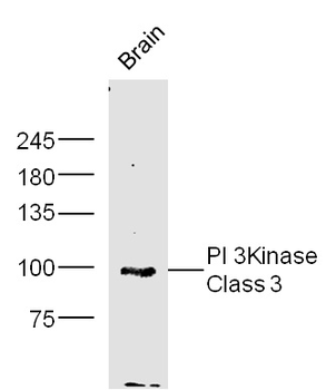 PI 3 Kinase Class 3 Rabbit Polyclonal Antibody