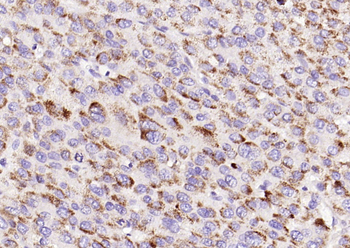 Phospho-PIK3C3 (Ser282) Rabbit Polyclonal Antibody