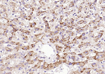 Phospho-PIK3C3 (Ser282) Rabbit Polyclonal Antibody