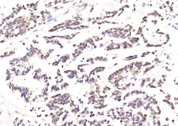 Phospho-PIK3R1 (Tyr368) Rabbit Polyclonal Antibody