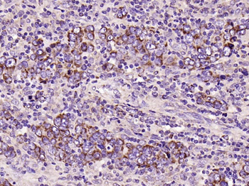 Phospho-PIK3R1 (Tyr368) Rabbit Polyclonal Antibody