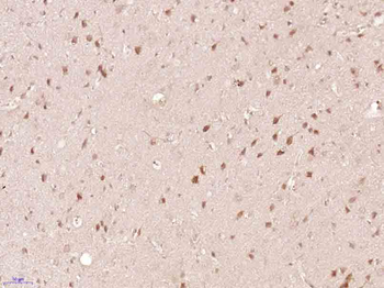 Phospho-PIK3R1 (Tyr368) Rabbit Polyclonal Antibody