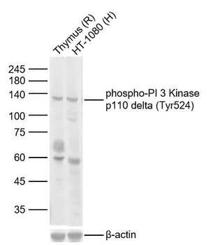 Phospho-PI 3 Kinase p110 delta (Tyr524) Rabbit Polyclonal Antibody