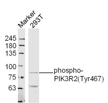 Phospho-PIK3R2 (Tyr467) Rabbit Polyclonal Antibody