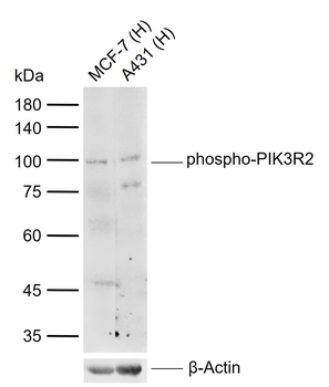 Phospho-PIK3R2 (Tyr467) Rabbit Polyclonal Antibody