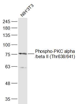 Phospho-PKC alpha (Thr638) Rabbit Polyclonal Antibody