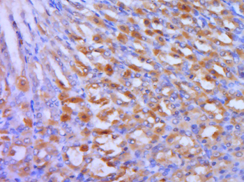 Phospho-PKC delta (Thr505) Rabbit Polyclonal Antibody