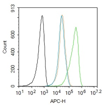 Phospho-PRKCB (Thr642) Rabbit Polyclonal Antibody