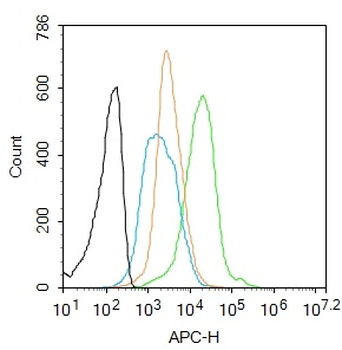 Phospho-PRKCB (Thr642) Rabbit Polyclonal Antibody
