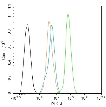 PLK1 Rabbit Polyclonal Antibody