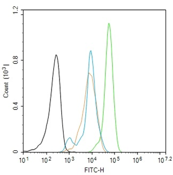 Phospho-PLK1 (Ser137) Rabbit Polyclonal Antibody
