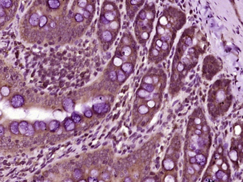 Phospho-PLK1 (Ser137) Rabbit Polyclonal Antibody