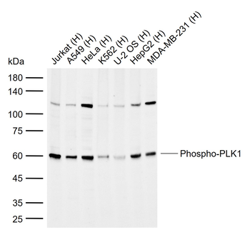 Phospho-PLK1 (Ser137) Rabbit Polyclonal Antibody