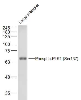 Phospho-PLK1 (Ser137) Rabbit Polyclonal Antibody