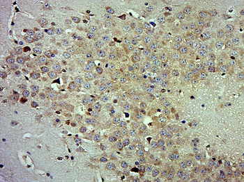 PON1 Rabbit Polyclonal Antibody