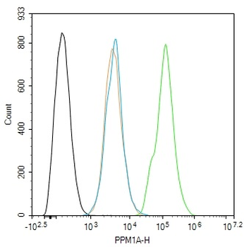 Phospho-PPM1A (Ser375) Rabbit Polyclonal Antibody