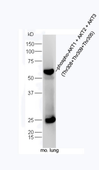 Phospho-AKT1 + AKT2 + AKT3 (Thr308+Thr309+Thr305) Rabbit Polyclonal Antibody