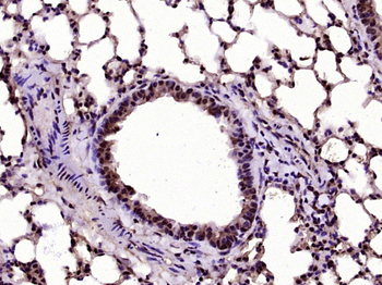 Phospho-AKT1 (Ser129) Rabbit Polyclonal Antibody