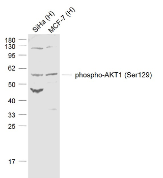 Phospho-AKT1 (Ser129) Rabbit Polyclonal Antibody