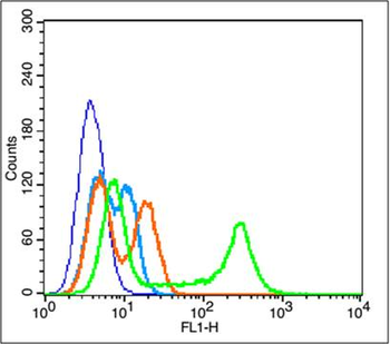 Phospho-AKT1 (Thr34) Rabbit Polyclonal Antibody