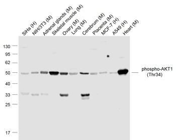 Phospho-AKT1 (Thr34) Rabbit Polyclonal Antibody