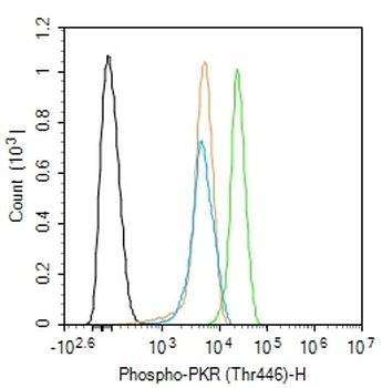 Phospho-PKR (Thr446) Rabbit Polyclonal Antibody