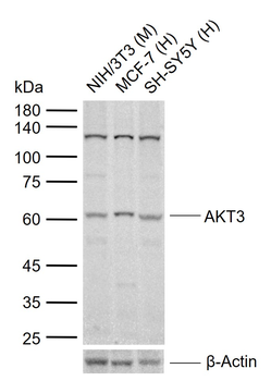 AKT3 Rabbit Polyclonal Antibody