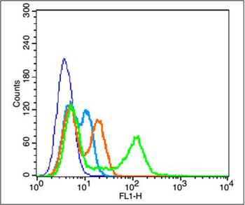 Phospho-AKT1+AKT2+AKT3 (Tyr315+316+312) Rabbit Polyclonal Antibody