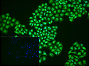 RACK1 Rabbit Polyclonal Antibody