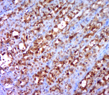 RACK1 Rabbit Polyclonal Antibody