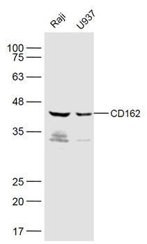 CD162 Rabbit Polyclonal Antibody