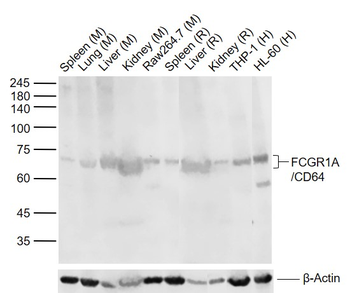 FCGR1A/CD64 Rabbit Polyclonal Antibody