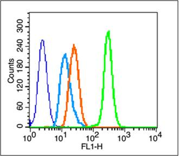 Phospho-PTEN (Ser380 + Thr382 + Thr383) Rabbit Polyclonal Antibody