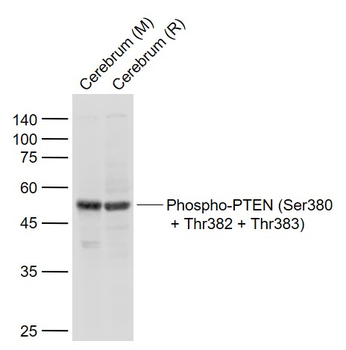 Phospho-PTEN (Ser380 + Thr382 + Thr383) Rabbit Polyclonal Antibody