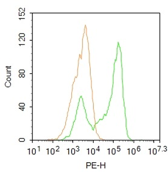 PXR Rabbit Polyclonal Antibody