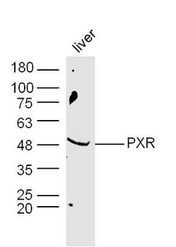 PXR Rabbit Polyclonal Antibody