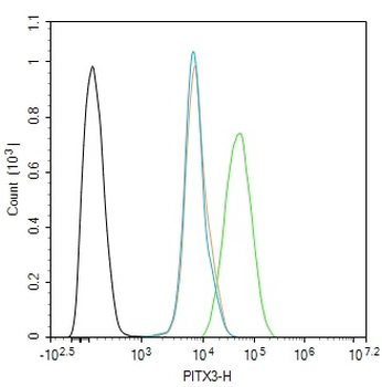PITX3 Rabbit Polyclonal Antibody