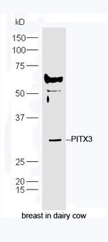 PITX3 Rabbit Polyclonal Antibody