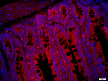 Raptor Rabbit Polyclonal Antibody