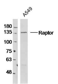 Raptor Rabbit Polyclonal Antibody
