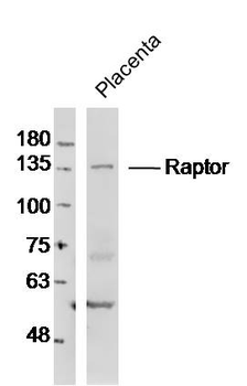Raptor Rabbit Polyclonal Antibody