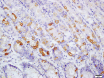 Phospho-RAF1 (Ser43) Rabbit Polyclonal Antibody