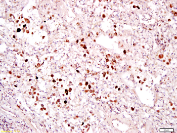 Phospho-RAF1 (Ser43) Rabbit Polyclonal Antibody