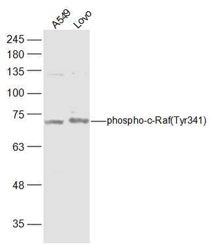 Phospho-RAF1 (Tyr341) Rabbit Polyclonal Antibody