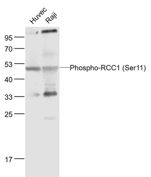 Phospho-RCC1 (Ser11) Rabbit Polyclonal Antibody