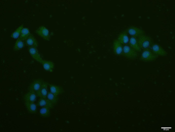 Phospho-Rb (Ser249) Rabbit Polyclonal Antibody